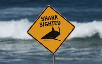 PHOTO: Shark attack in Australia
